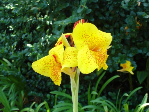 UC-Irvine-Campus-30-Bearded-Iris