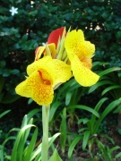 UC-Irvine-Campus-31-Bearded-Iris