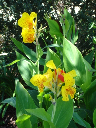 UC-Irvine-Campus-32-Bearded-Iris