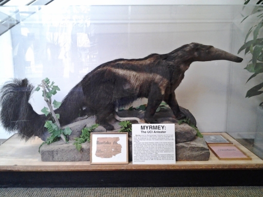 UC-Irvine-Campus-38-Peter-the-Anteater-mascot