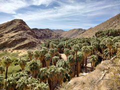Victor Trail in Palm Canyon