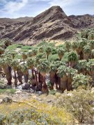 Victor-Trail-loop-in-Palm-Canyon-02