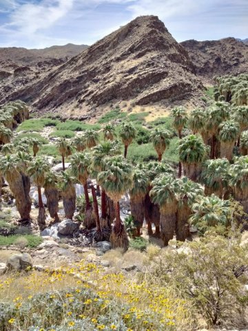 Victor-Trail-loop-in-Palm-Canyon-02