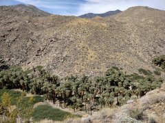 Victor-Trail-loop-in-Palm-Canyon-08