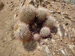 Victor-Trail-loop-in-Palm-Canyon-12