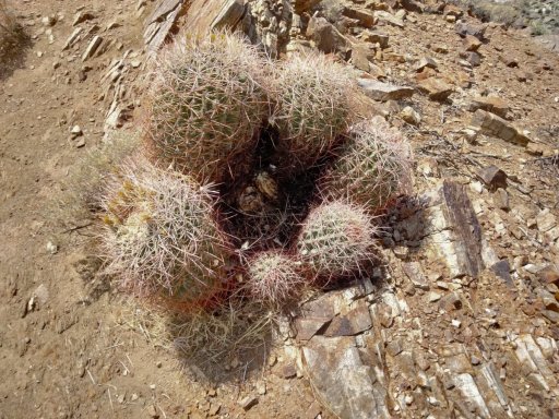 Victor-Trail-loop-in-Palm-Canyon-12