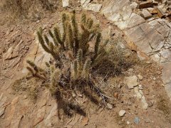 Victor-Trail-loop-in-Palm-Canyon-13