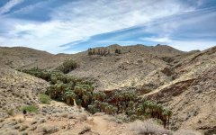 Victor-Trail-loop-in-Palm-Canyon-19
