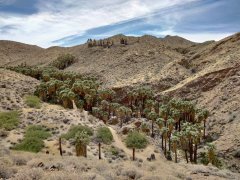 Victor-Trail-loop-in-Palm-Canyon-20