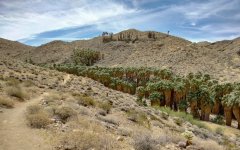 Victor-Trail-loop-in-Palm-Canyon-23