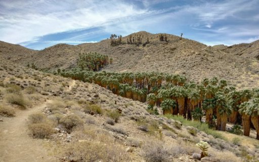 Victor-Trail-loop-in-Palm-Canyon-23