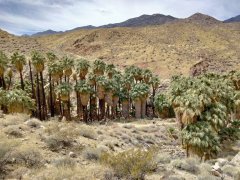 Victor-Trail-loop-in-Palm-Canyon-24