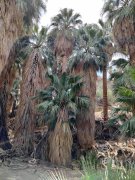 Victor-Trail-loop-in-Palm-Canyon-26