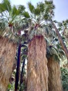 Victor-Trail-loop-in-Palm-Canyon-27