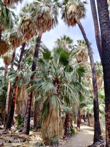 Victor-Trail-loop-in-Palm-Canyon-28