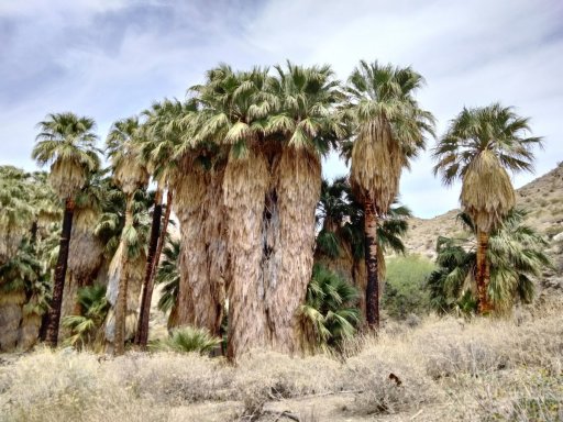 Victor-Trail-loop-in-Palm-Canyon-29