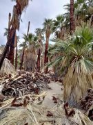 Victor-Trail-loop-in-Palm-Canyon-30