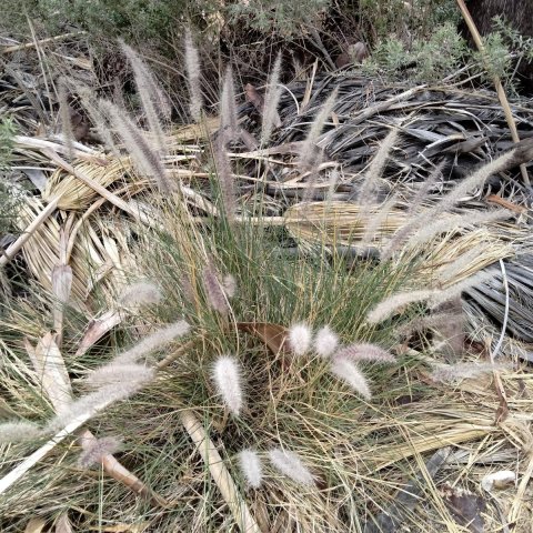 Victor-Trail-loop-in-Palm-Canyon-31