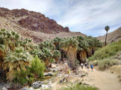 Victor-Trail-loop-in-Palm-Canyon-35