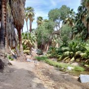 Victor-Trail-loop-in-Palm-Canyon-36