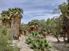 Victor-Trail-loop-in-Palm-Canyon-37