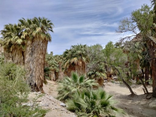 Victor-Trail-loop-in-Palm-Canyon-37