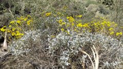 Victor-Trail-loop-in-Palm-Canyon-38