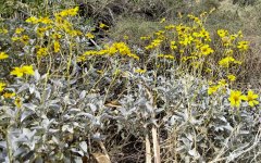 Victor-Trail-loop-in-Palm-Canyon-39