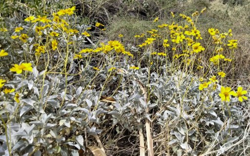 Victor-Trail-loop-in-Palm-Canyon-39