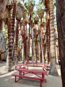 Victor-Trail-loop-in-Palm-Canyon-40