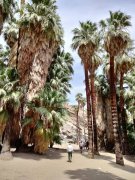 Victor-Trail-loop-in-Palm-Canyon-41
