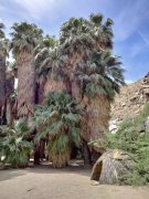 Victor-Trail-loop-in-Palm-Canyon-43