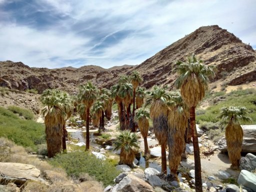Victor-Trail-loop-in-Palm-Canyon-46