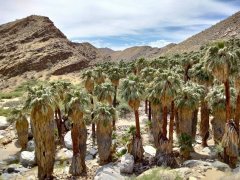 Victor-Trail-loop-in-Palm-Canyon-47