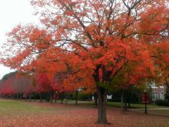 Virginia-Fall-Colors-01-4x3