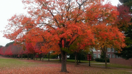 Virginia-Fall-Colors-01
