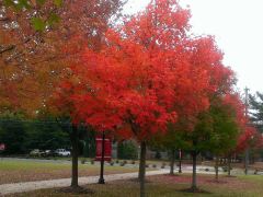 Virginia Fall Colors