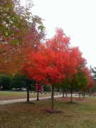 Virginia-Fall-Colors-02