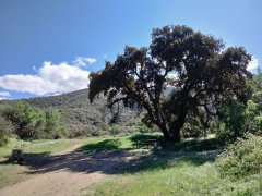 Wildwood-Canyon-10-Spring