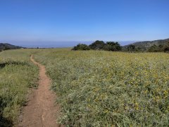 Wildwood-Canyon-15-Spring