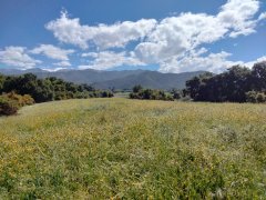 Wildwood-Canyon-16-Spring