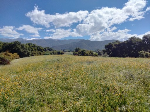 Wildwood-Canyon-16-Spring