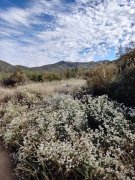 Wildwood-Canyon-17-Summer