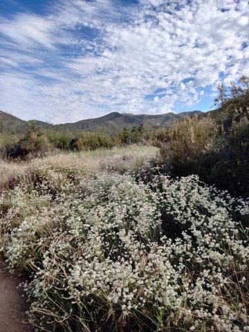 Wildwood-Canyon-17-Summer