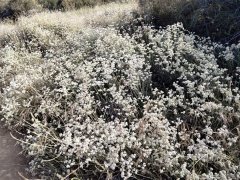 Wildwood-Canyon-18-Summer