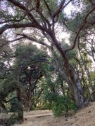 Wildwood-Canyon-27-Summer