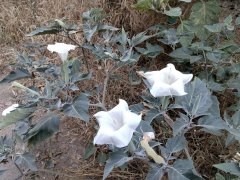 Wildwood-Canyon-28-Summer