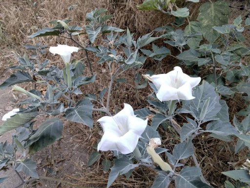 Wildwood-Canyon-28-Summer