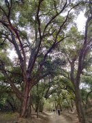 Wildwood-Canyon-29-Fall