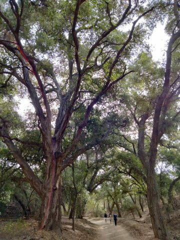 Wildwood-Canyon-29-Fall